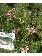 Гревилея (Grevillea juniperina x rosmarinifolia)