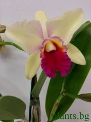 Катлея  (Cattleya) - PR3661