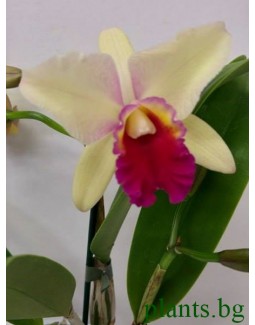 Катлея  (Cattleya) - PR3661