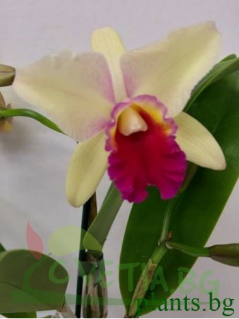 Катлея  (Cattleya) - PR3661