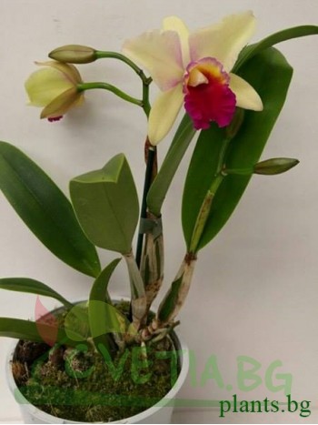 Катлея  (Cattleya) - PR3661