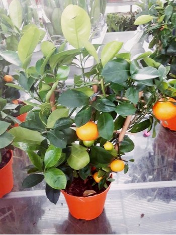 Каламондин (Calamondin) Каламондин (Calamondin)