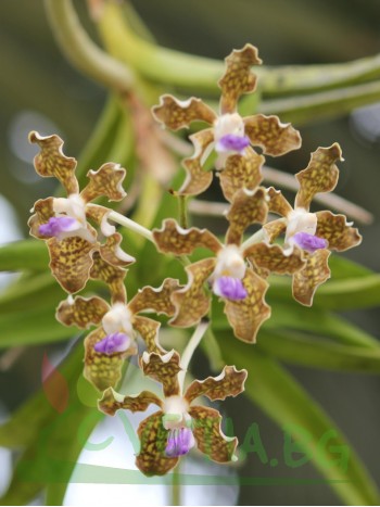 Ванда (vanda tessellata)