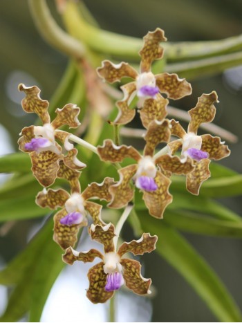 Ванда (vanda tessellata)