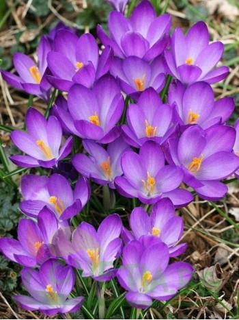 Mинзухар (Crocus purple) - 1000 броя