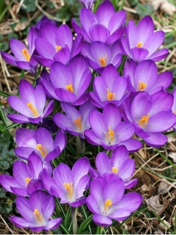 Mинзухар (Crocus purple) - 1000 броя Mинзухар (Crocus purple) - 1000 броя
