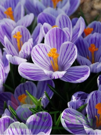 Mинзухар (Crocus Striped) - 1000 броя