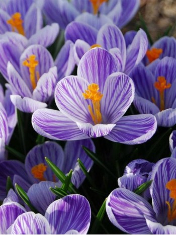 Mинзухар (Crocus Striped) - 1000 броя