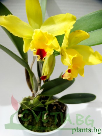 Катлея  (Cattleya) - PR3660