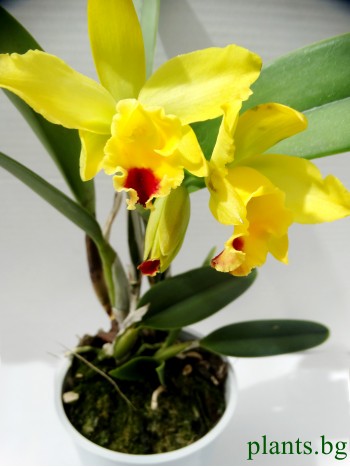 Катлея  (Cattleya) - PR3660