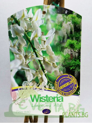 Вистерия (Wisteria longissima 'Alba')