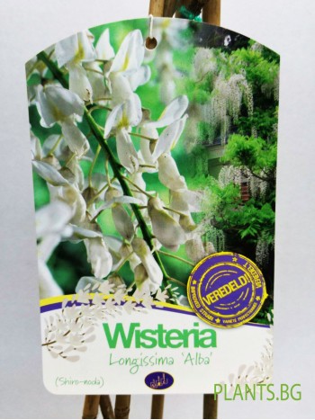 Вистерия (Wisteria longissima 'Alba') Вистерия (Wisteria longissima 'Alba')