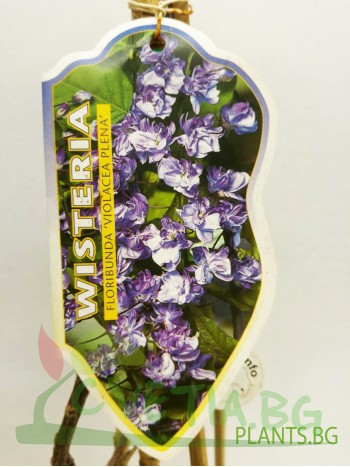 Вистерия  (Wisteria floribunda 'Violacea Plena')