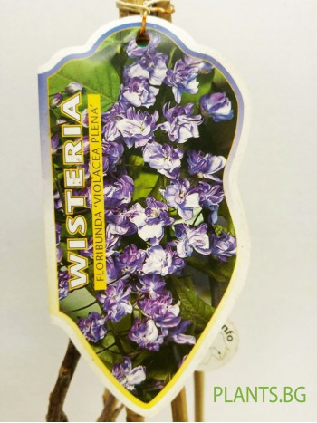 Вистерия  (Wisteria floribunda 'Violacea Plena')