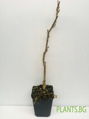 Вистерия Floribunda Issai малка