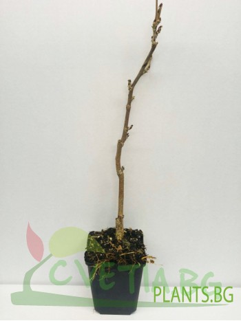 Вистерия Floribunda Issai малка