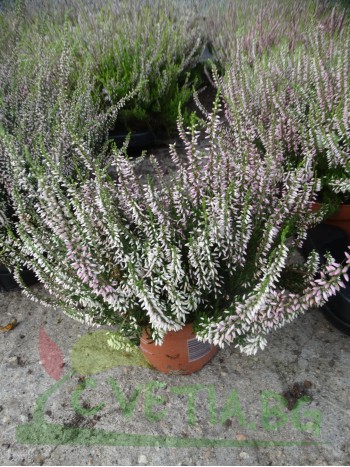 Калуна (Calluna)