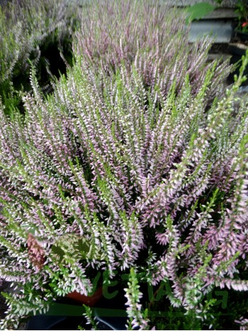 Калуна (Calluna)
