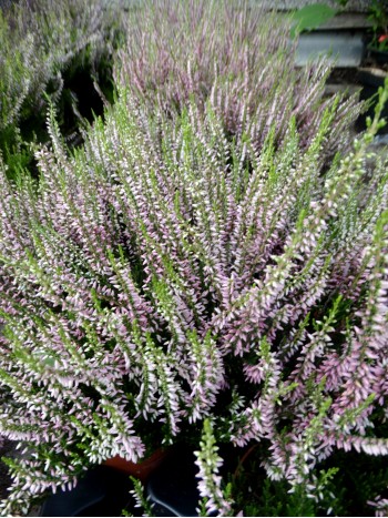 Калуна (Calluna)