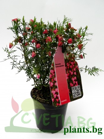 Борония (Boronia heterophylla)
