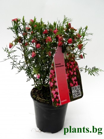 Борония (Boronia heterophylla)