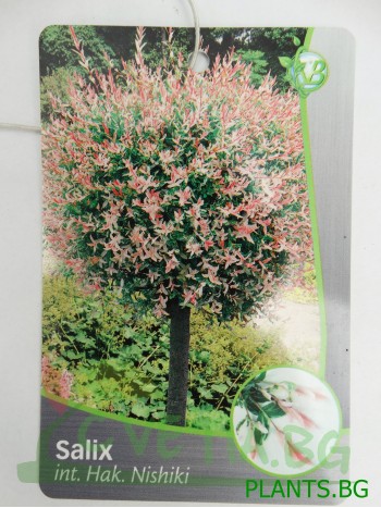 Върба - Salix  Integra Hakuro-nishiki - малка