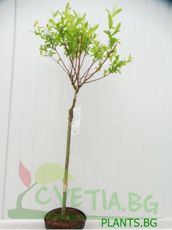 Върба - Salix  Integra Hakuro-nishiki - малка