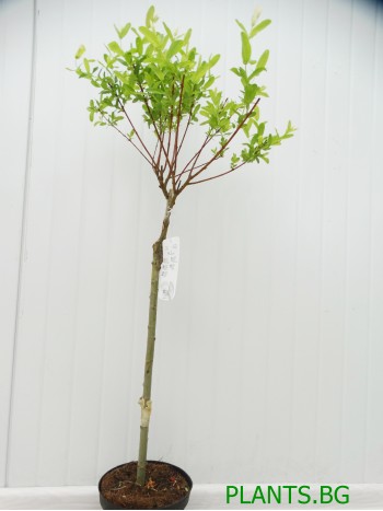 Върба - Salix  Integra Hakuro-nishiki - малка
