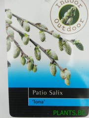 Върба - Salix lona - малка