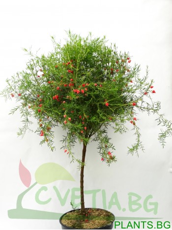 Борония (Boronia heterophylla lipstick)