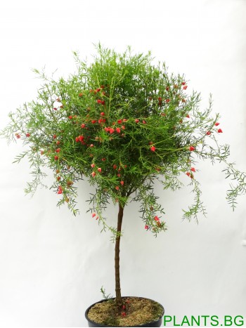 Борония (Boronia heterophylla lipstick)