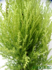 Cupressus macrocarpa 