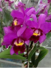 Катлея  (Cattleya) - PR3665