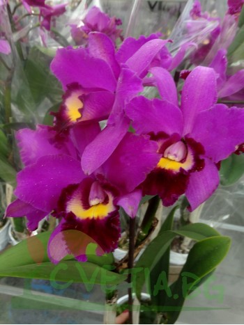 Катлея  (Cattleya) - PR3665
