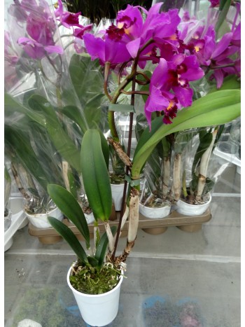 Катлея  (Cattleya) - PR3665