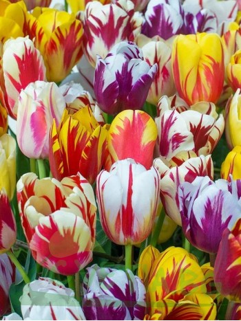  Лале (Tulipa 'Rembrand Gemengd') T13