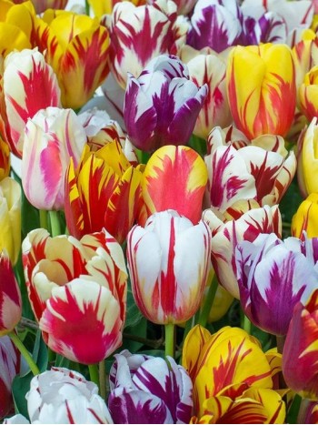 Лале (Tulipa 'Rembrand Gemengd') T13 Лале (Tulipa 'Rembrand Gemengd') T13
