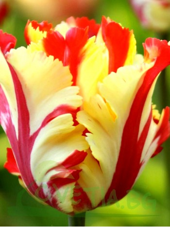  Лале (Tulipa 'Texas Flame') T25