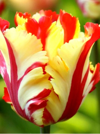  Лале (Tulipa 'Texas Flame') T25