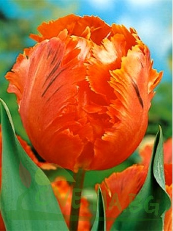  Лале (Tulipa 'Orange Favorite') T23