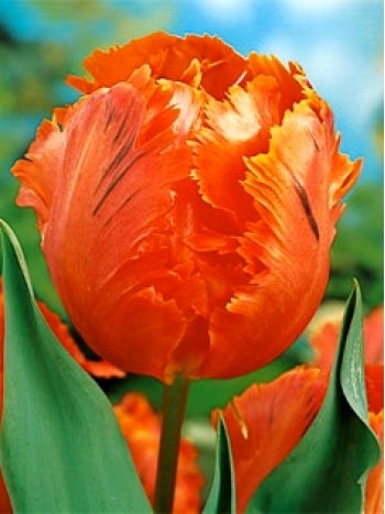  Лале (Tulipa 'Orange Favorite') T23