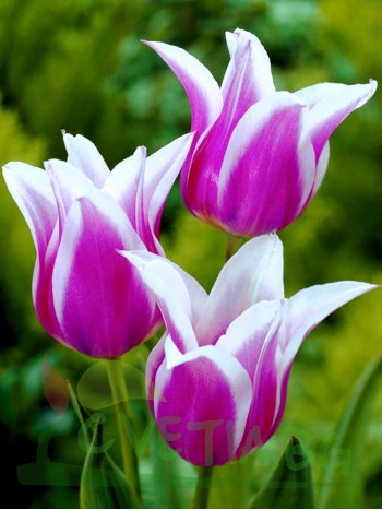  Лале (Tulipa 'Ballade') T2