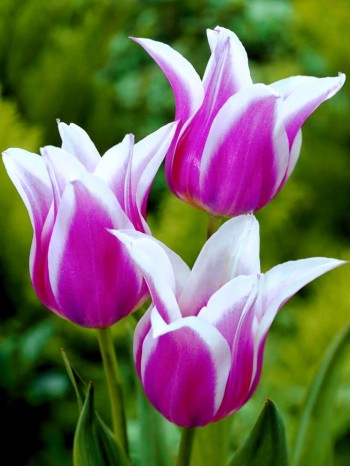  Лале (Tulipa 'Ballade') T2