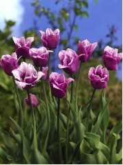  Лале (Tulipa 'Blue Heron' ) T45