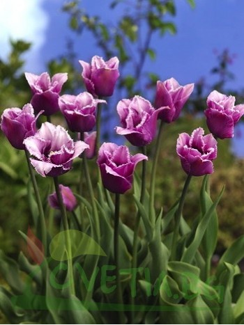 Лале (Tulipa 'Blue Heron' ) T45 Лале (Tulipa 'Blue Heron' ) T45