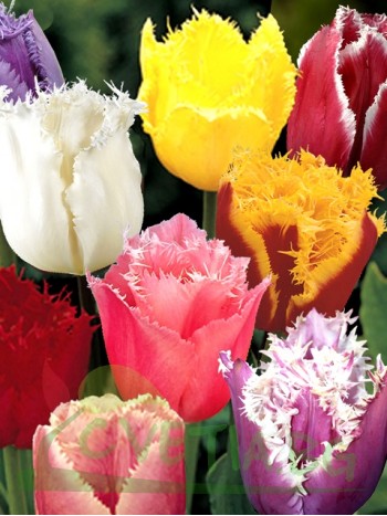  Лале (Tulipa 'Crispa mix') ne