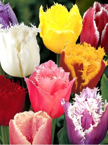  Лале (Tulipa 'Crispa mix') ne