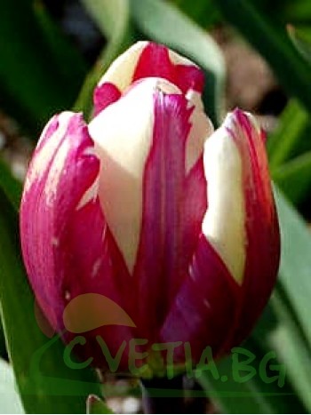  Лале (Tulipa 'Rem's Sensattion') T17