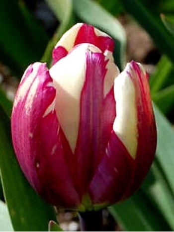  Лале (Tulipa 'Rem's Sensattion') T17