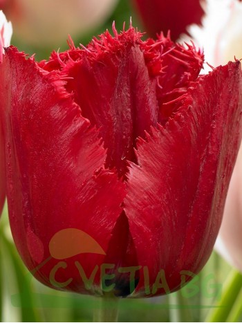  Лале (Tulipa 'Red Wing') T7
